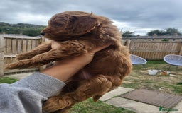 Cockapoo dogs for sale: F1B Cockapoo puppy's x1 girl remaining. - Image 20