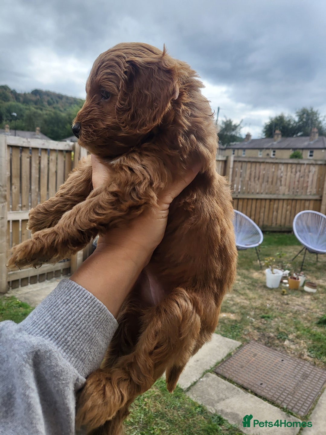 Cockapoo dogs for sale: F1B Cockapoo puppy's x1 girl remaining. - Image 20