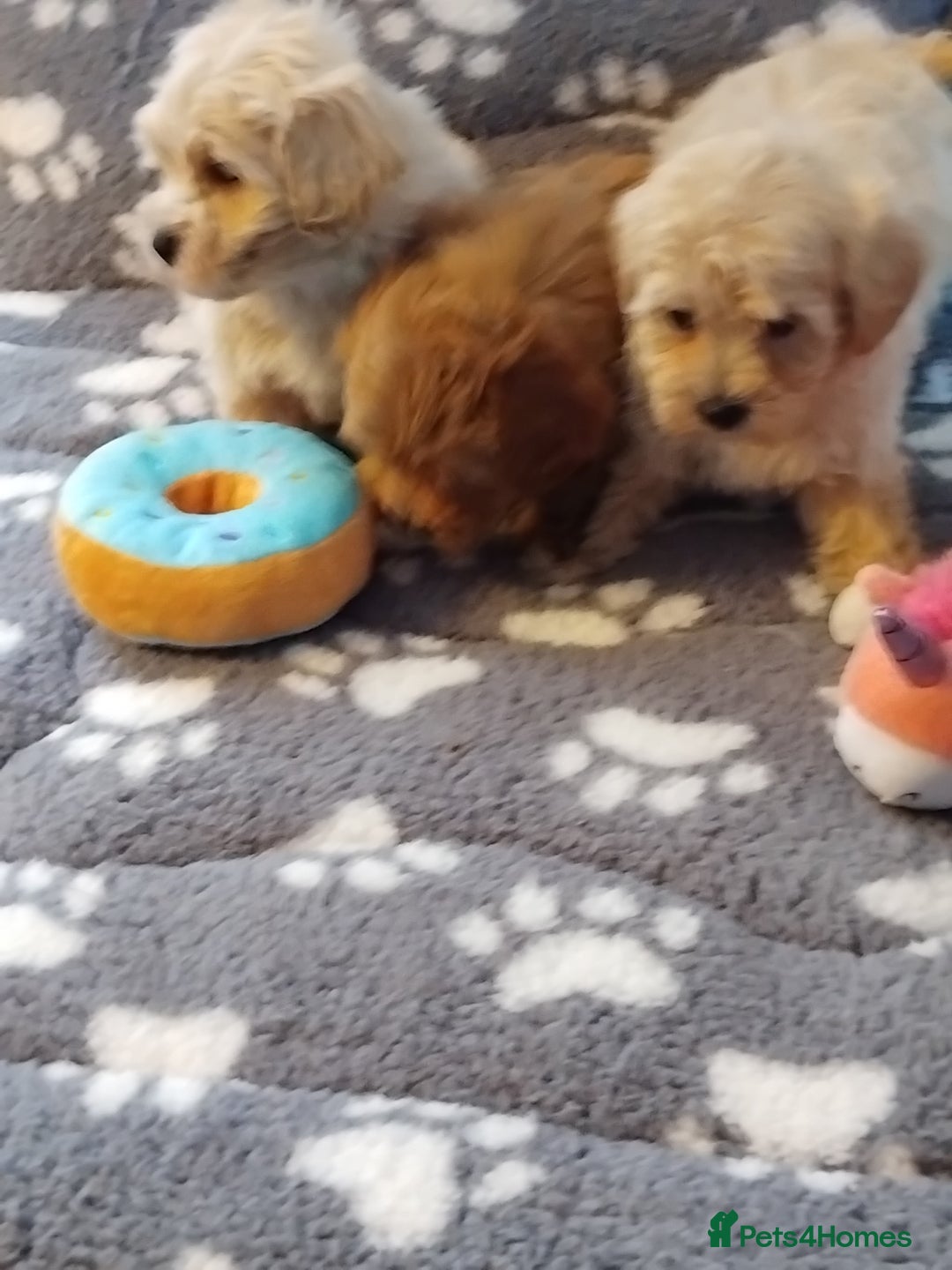 Maltipoo dogs for sale: Maltipoo puppies  - Advert 25