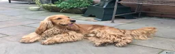 Cocker Spaniel dogs for sale: ❤️BEAUTIFUL GOLDEN COCKER SPANIEL 100% SHOWTYPE❤️ - Advert 15