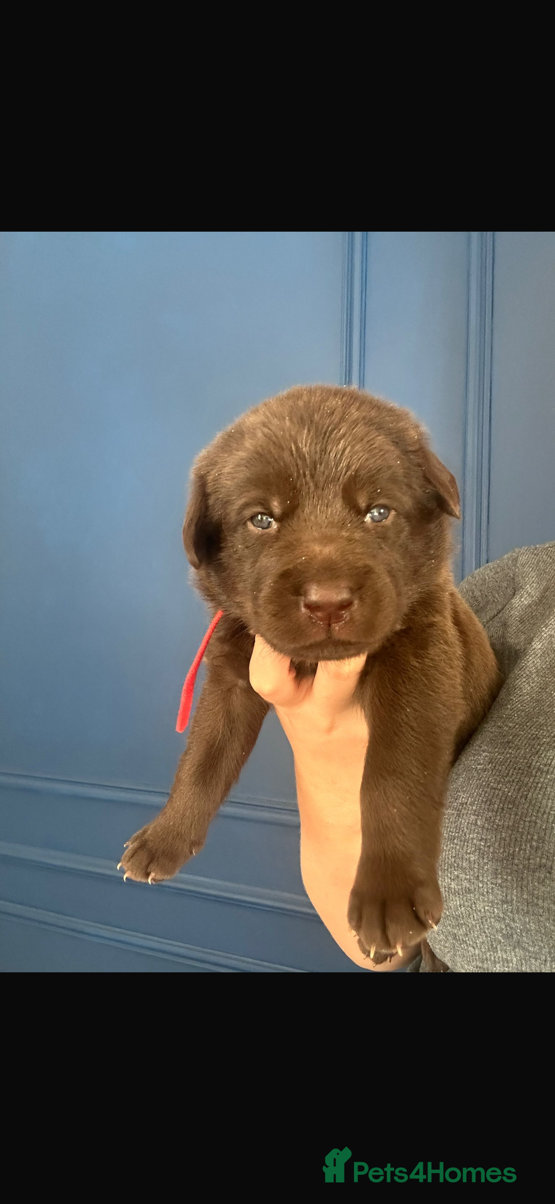 Mixed Breed dogs for sale: Chocolate Shepradors - Image 20