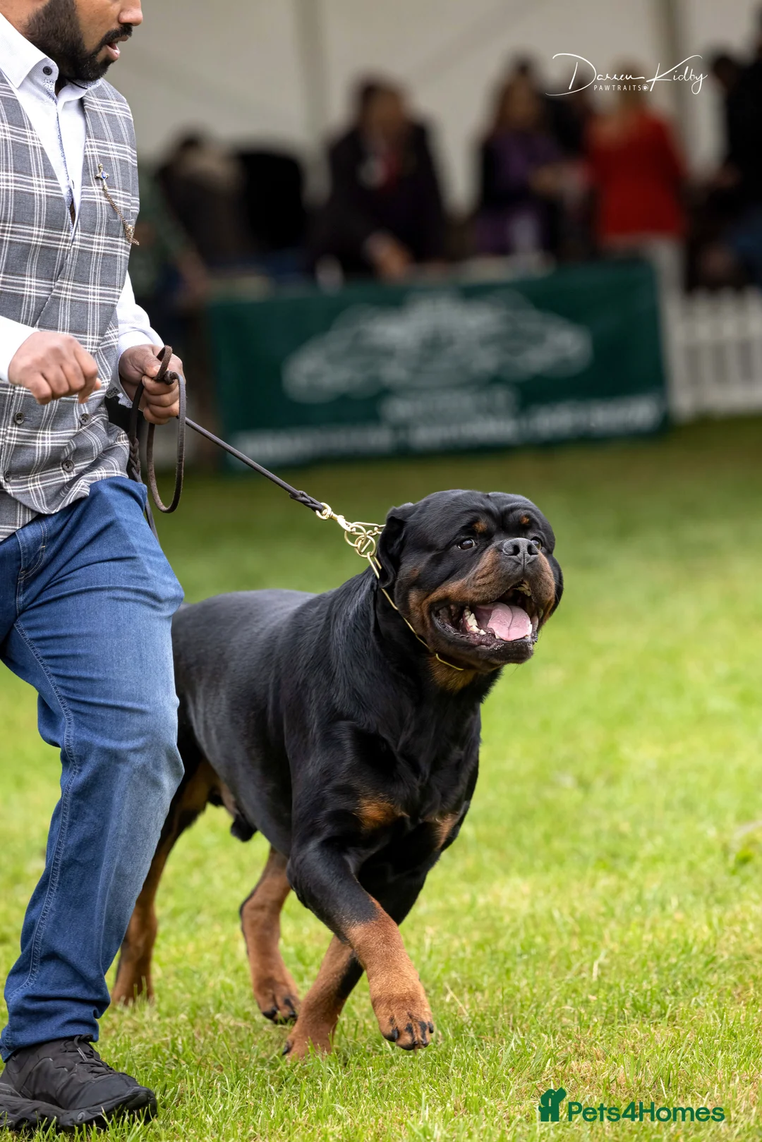 Rottweiler dogs for stud: Rottweiler import Stud (BIG DADDY BRUNO) in Liverpool - Advert 17