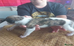 Whippet dogs for sale: Whippet Puppies - Image 3