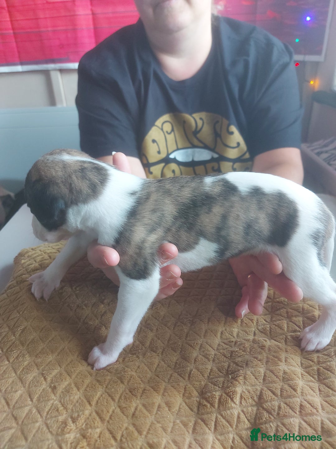 Whippet dogs for sale: Whippet Puppies - Image 3