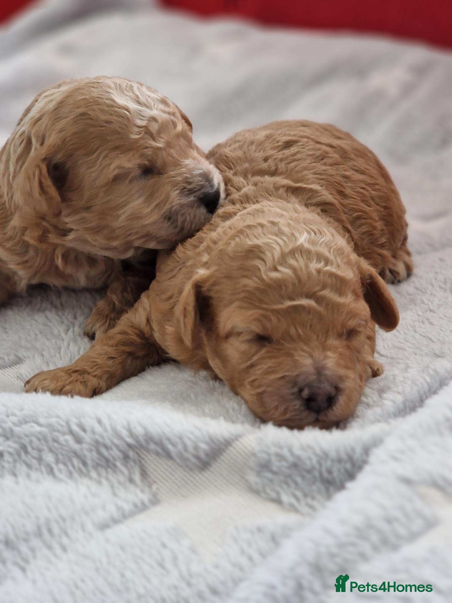 Toy Poodle dogs Toy poodle - Advert 1