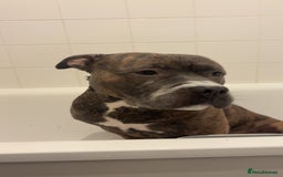 Mixed Breed dogs for sale: Hiya my name is tank - Advert 1