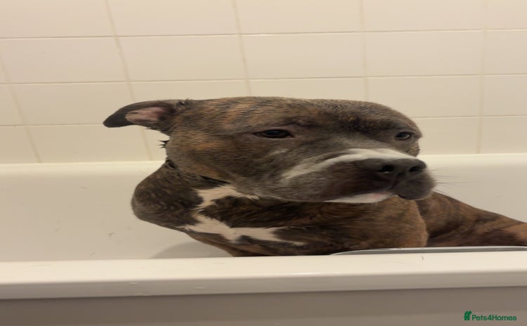 Mixed Breed dogs Hiya my name is tank - Advert 1