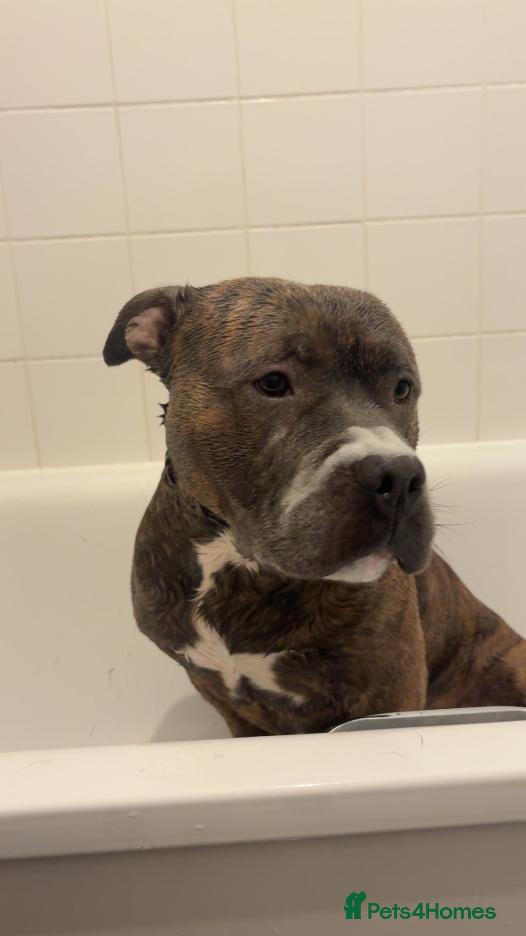 Mixed Breed dogs for sale: Hiya my name is tank - Advert 1