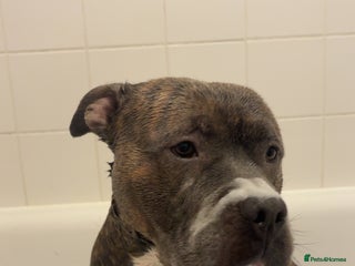 Mixed Breed dogs for sale: Hiya my name is tank - Advert 1