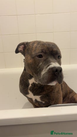 Mixed Breed dogs Hiya my name is tank - Advert 1