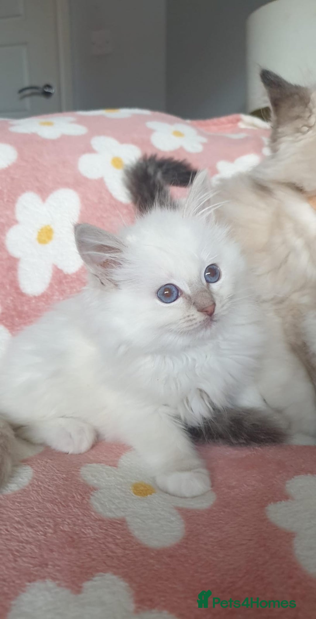 Ragdoll cats for sale: Absolutely Stunning GCCF Registered Kittens. - Advert 15