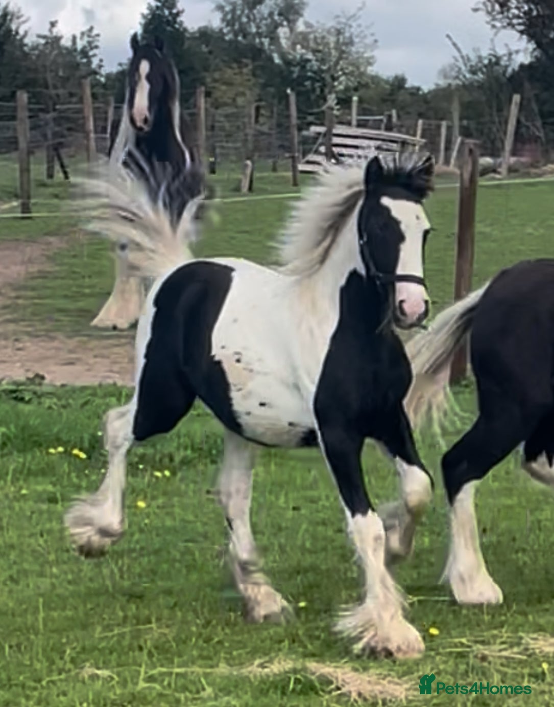 Irish Cob horses Traditional cob foal  - Advert 12