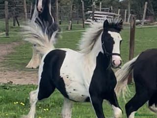 Irish Cob horses Traditional cob foal - Advert 1