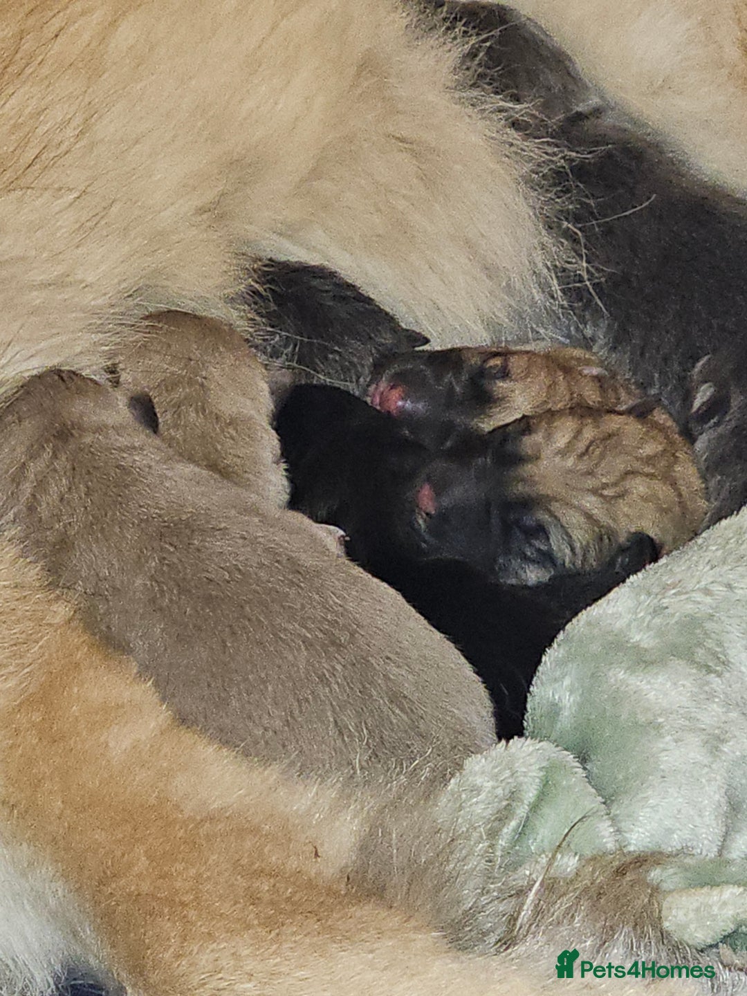 German Shepherd dogs for sale: 9 beautiful pure bred German Shepherd puppies - Advert 5