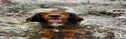 Mixed Breed dogs for stud: Proven Sprocker Spaniel For Stud - Advert 8