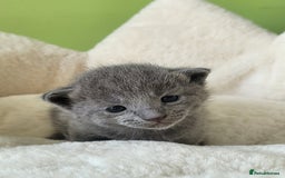 Russian Blue cats for sale: 🏅TOP Quality GCCF Reg Russian Blue Kittens🏆 - Image 5