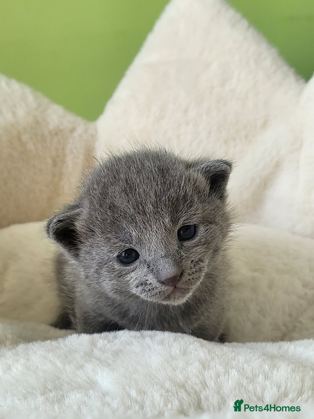 Russian Blue cats for sale: 🏅TOP Quality GCCF Reg Russian Blue Kittens🏆 - Image 5