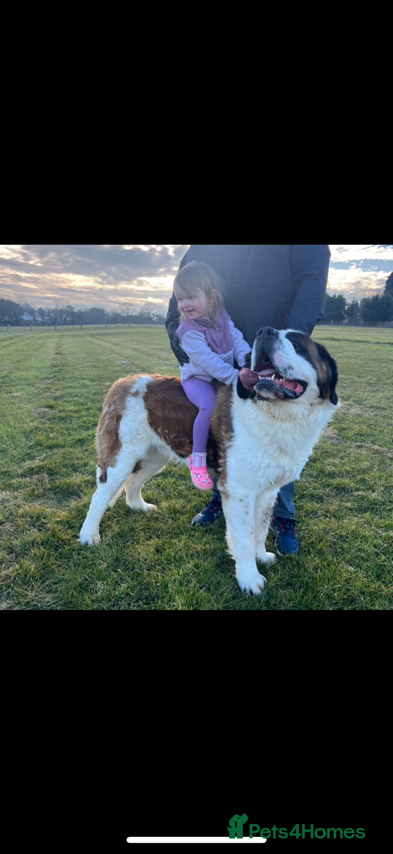 Saint Bernard dogs Male Saint Bernard  - Advert 1