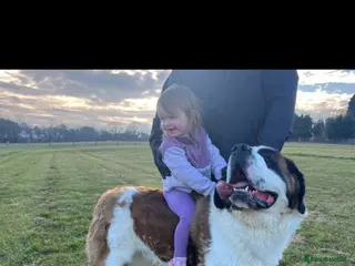 Saint Bernard dogs Male Saint Bernard - Advert 1