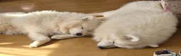 Samoyed dogs for stud: Boy jupiter  in Slough - Advert 2