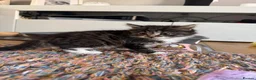 Mixed Breed cats for sale: Beautiful fluffy tabby girl  - Advert 7