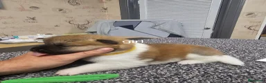 Akita 7