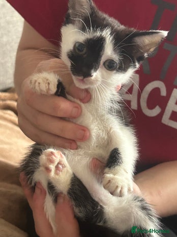 Mixed Breed cats Kitten’s needing forever homes - Advert 1