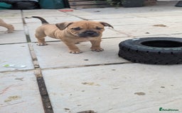 Mixed Breed dogs for sale: Beautiful pups with stunning markings  - Image 36