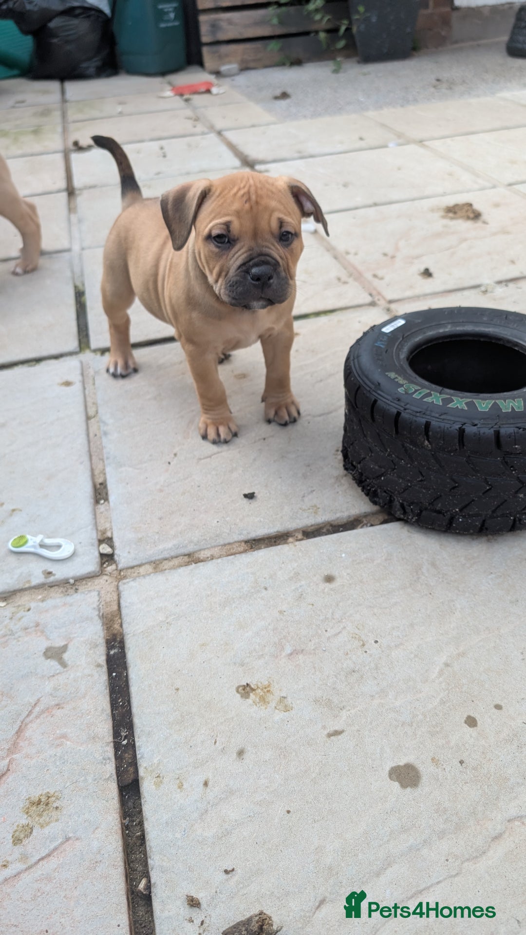 Mixed Breed dogs for sale: Beautiful pups with stunning markings  - Image 36