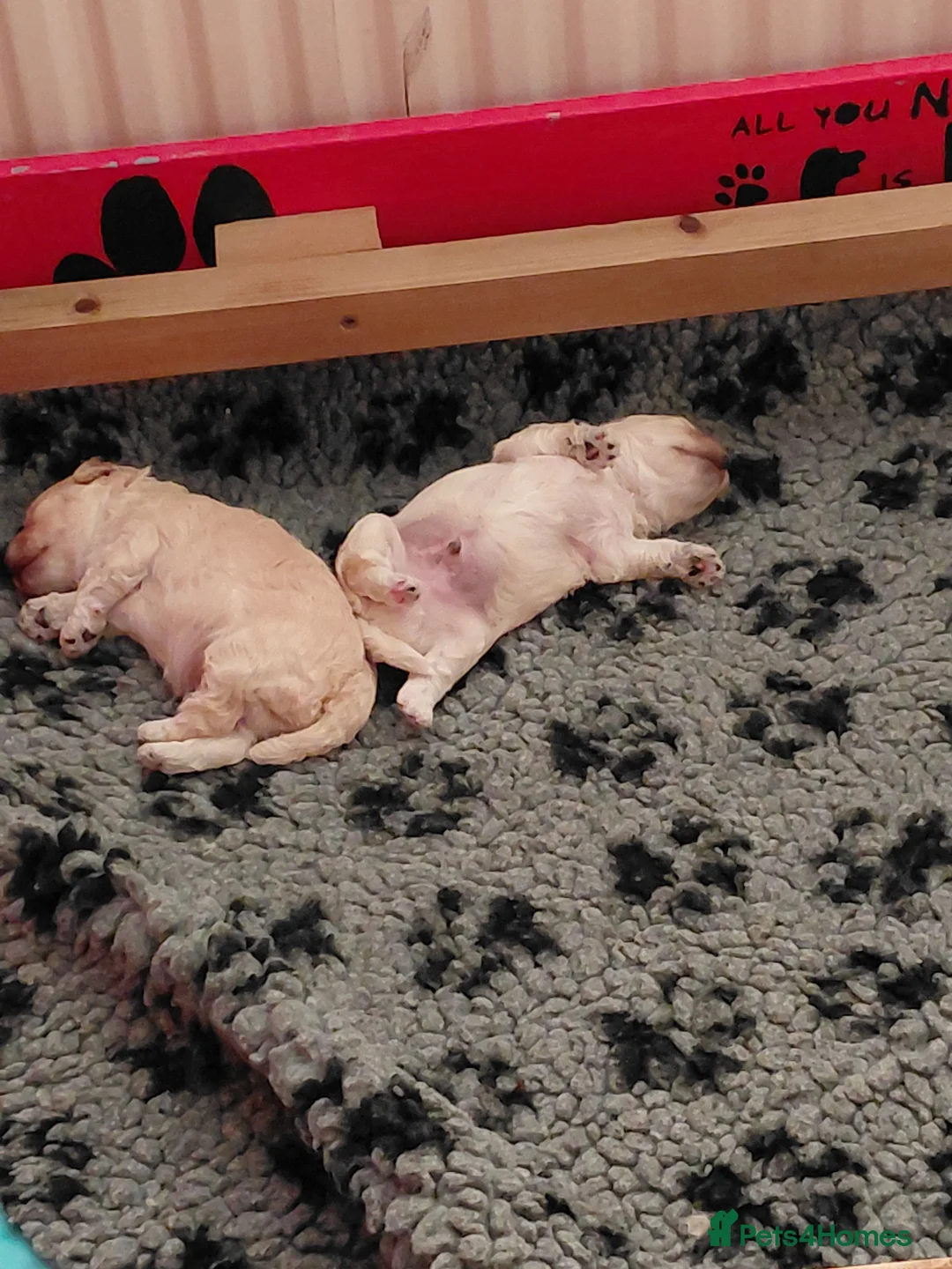 Maltipoo dogs for sale: Only 1 fully vaccinated Maltipoo pup left. - Advert 6