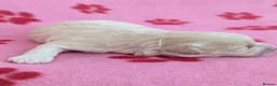 Maltipoo dogs for sale: Toy Maltipoo puppies - DNA health tested parents! - Advert 23