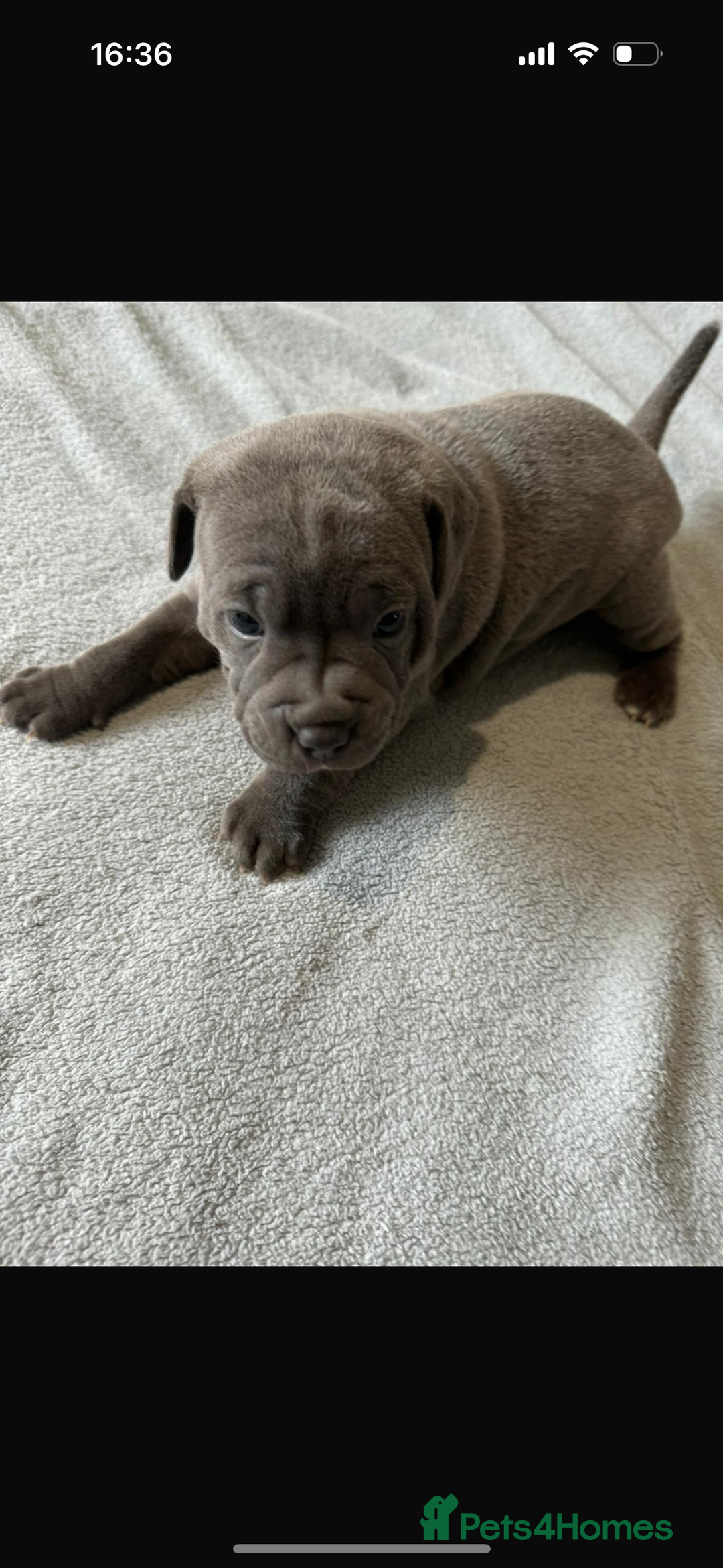 Staffordshire Bull Terrier dogs for sale: Blue Staffordshire bull terrier Staffy ❤️😍 - Image 3