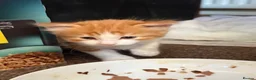 Maine Coon cats for sale: Kittens mine coon - Advert 6