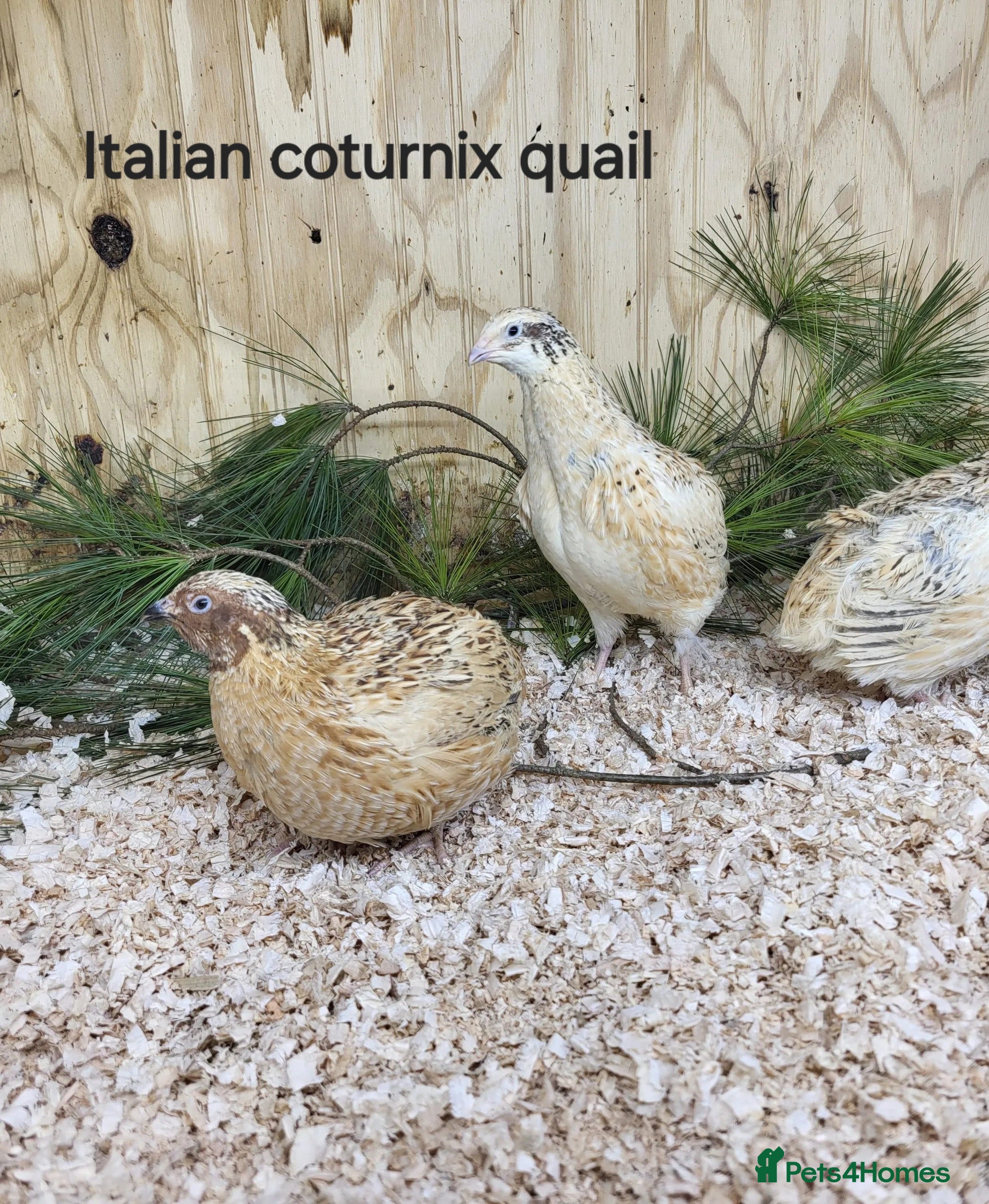 Quail poultry Various Quail chicks and adults available  - Advert 6