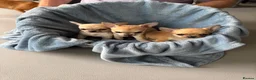 Chihuahua dogs for sale: 4 smooth coat apple head Chihuahua puppies - Advert 15