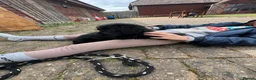 Bordoodle dogs for sale: 🩷 Beautiful F1 Bordoodle puppies 2 left 🩷 in Wokingham - Advert 6
