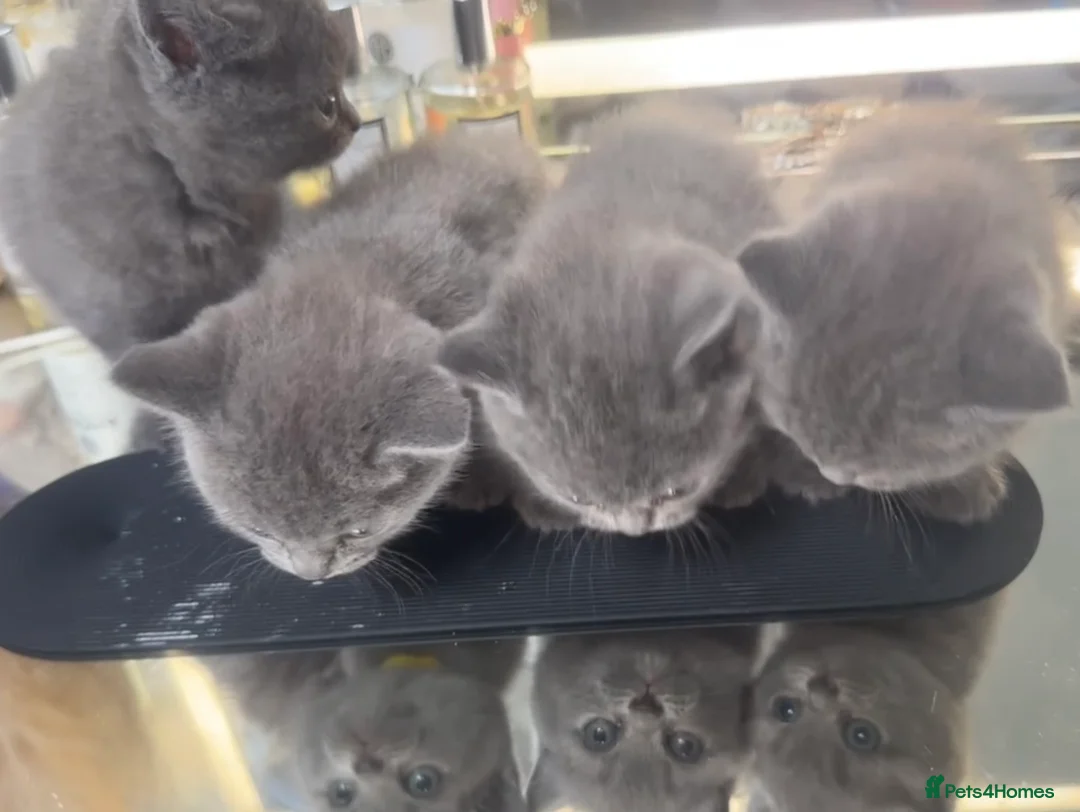 British Shorthair cats for sale: READY BRITISH SHORTHAIR FOR SALE - Advert 1