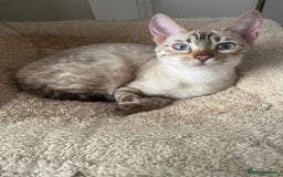 Bengal cats for sale: OUTSTANDING TICA reg BENGAL KITTENS - Advert 26