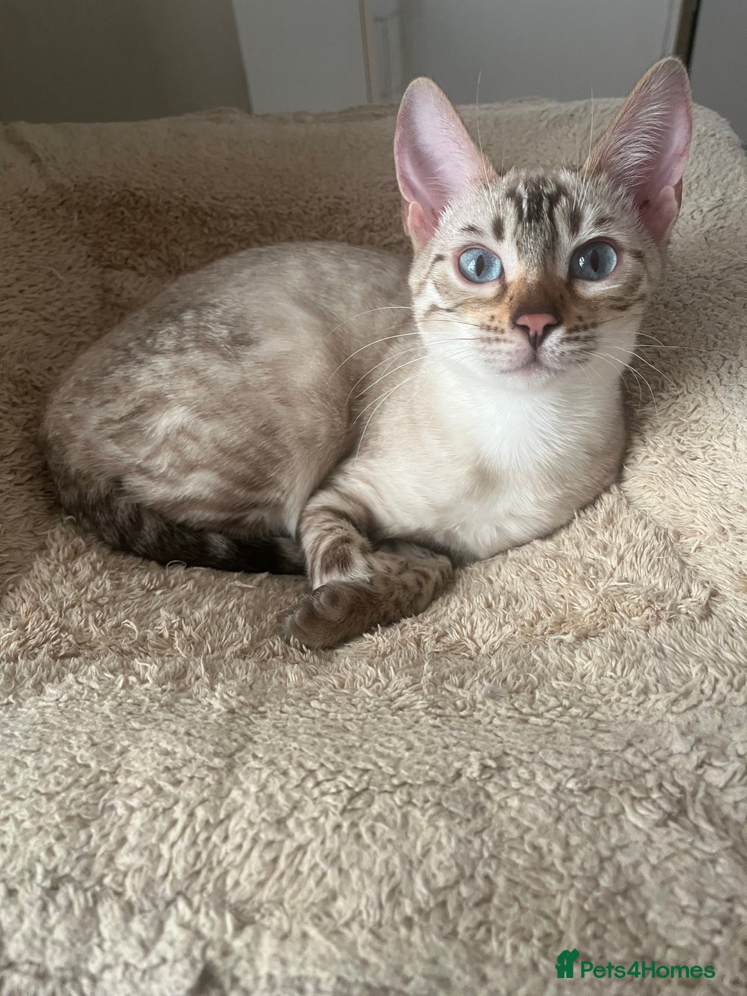 Bengal cats for sale: OUTSTANDING TICA reg BENGAL KITTENS - Advert 26