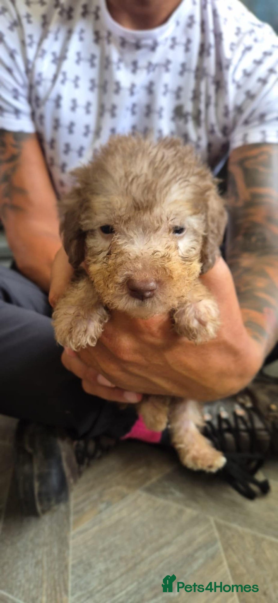 Bedlington Terrier dogs for sale: Bedlington terrier puppies  - Image 10