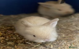 Mini Lop rabbits for sale: Baby mini lops ready to reserve !! - Image 12