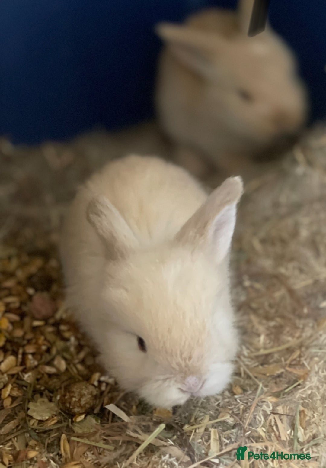 Mini Lop rabbits for sale: Baby mini lops ready to reserve !! - Image 12