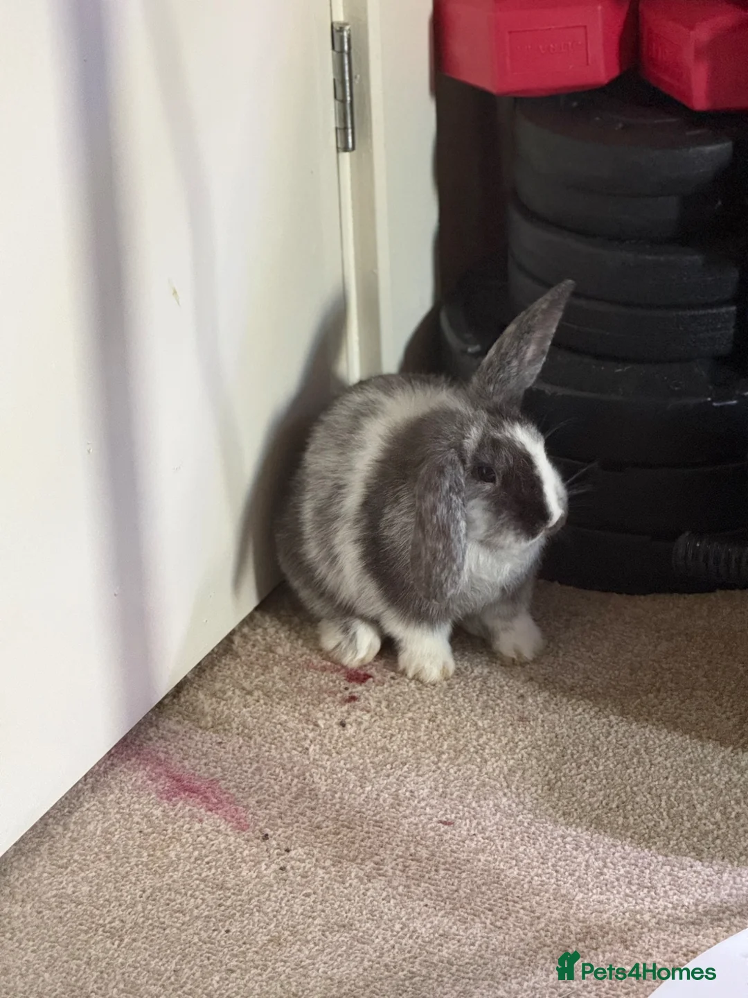 Mixed Breed rabbits for sale: Boy bunny - Advert 2