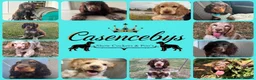 Cocker Spaniel dogs for sale: ❤️WAITING LIST BACK OPEN❤️ - Advert 2