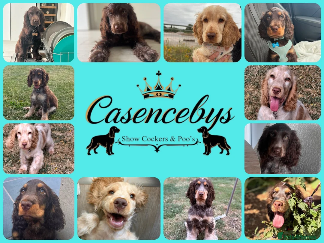 Cocker Spaniel dogs for sale: ❤️WAITING LIST BACK OPEN❤️ - Advert 2
