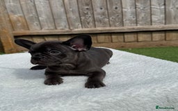 French Bulldog dogs for sale: Miss White X Kastro  - Image 14