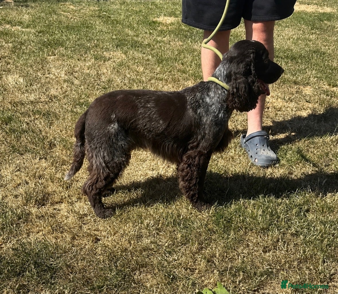 Cocker Spaniel dogs Handsome chocolate roan boy - Advert 3