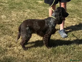 Cocker Spaniel dogs Handsome chocolate roan boy - Advert 3