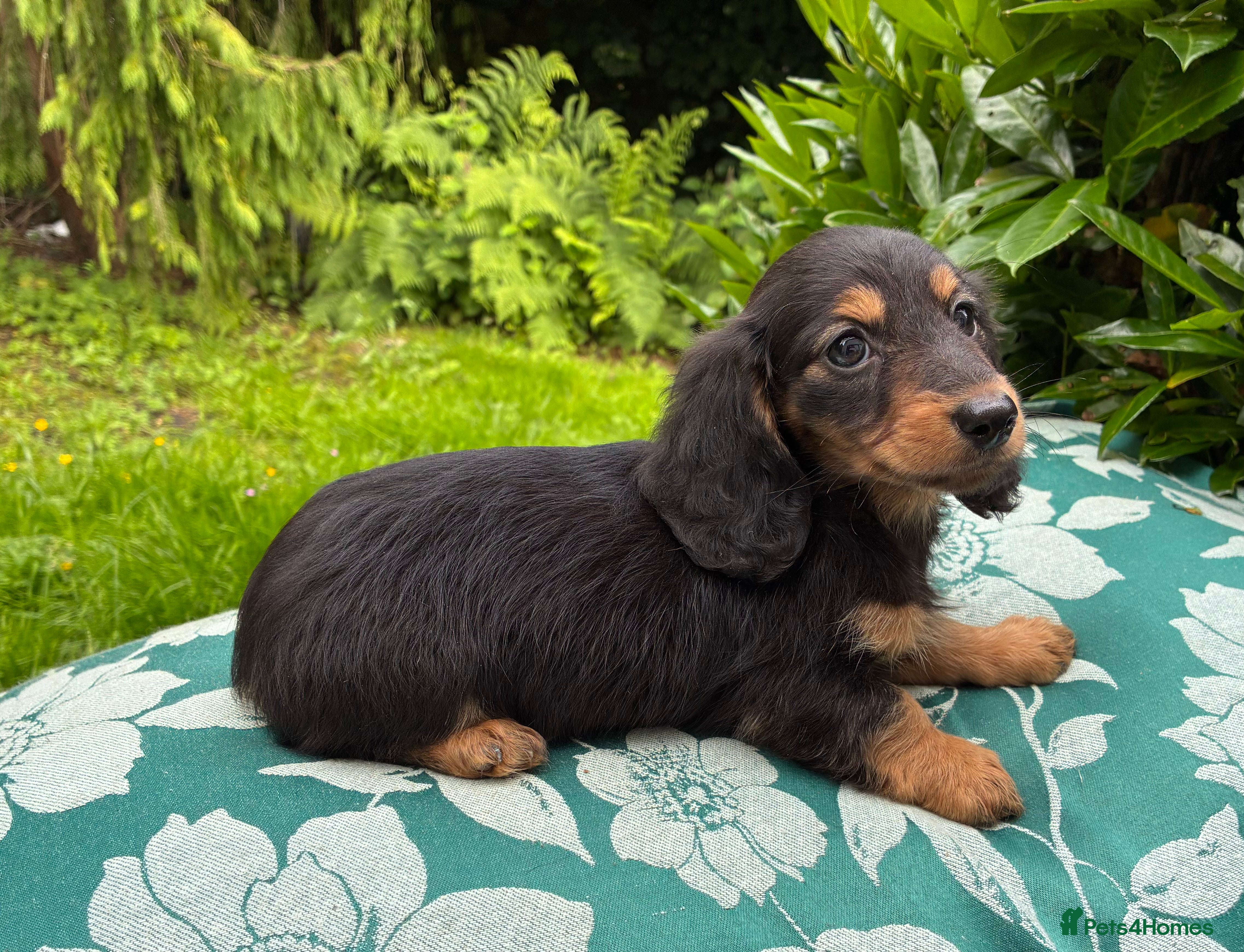 Miniature Dachshund dogs Two female LH MINI DACHSHUND pups PRA CLEAR ,  - Advert 2