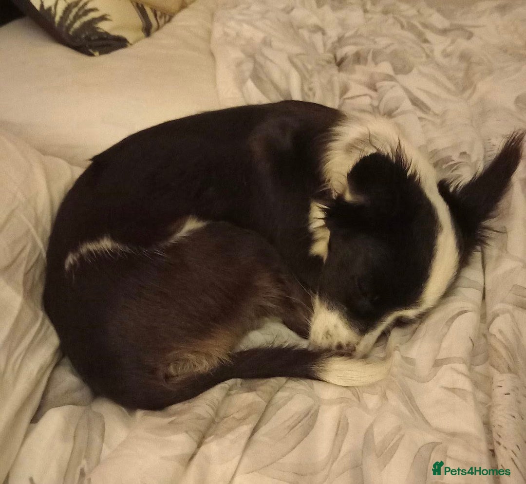 Mixed Breed dogs for adoption: 🐾 Gia 🐾 - Advert 3